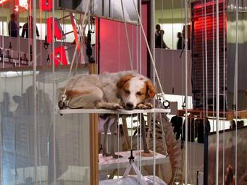 There were snoozing taxidermy dogs everywhere. This one is titled 'Stone dead' and is from 1997. Rich people actually buy this stuff.